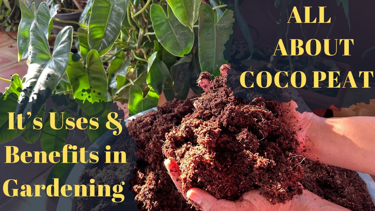 All About cocopeat It's benefits and How to use it?