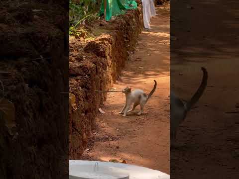 🐈🐍🐦‍⬛part2 #cat #snake #crow #animalfight #animals
