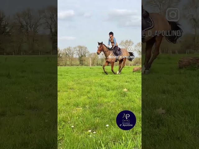 Caballo castrado Pura Sangre En venta 2014 Bayo