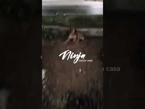 Regalo Ninja meraviglioso giovane cagnolino cerca famiglia 