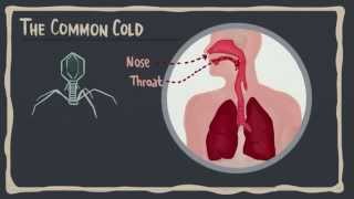 The Common Cold Video 1:  The Common Cold I