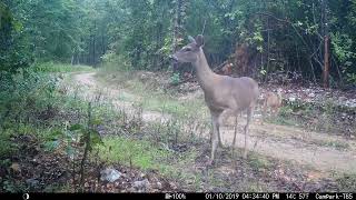 Trail Cam Tuesday - October 31, 2023
