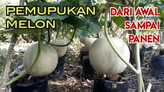 Download lagu PANDUAN PRAKTIS PEMUPUKAN MELON SKALA KOMERSIL mp3 Download lagu PANDUAN PRAKTIS PEMUPUKAN MELON SKALA KOMERSIL mp3