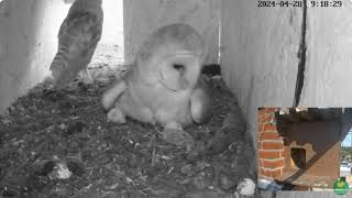day 7 Barn Owls