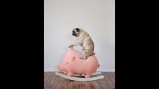 Cute And Funny Pets | Try Not To Laugh To These Pets Compilation #7 Cutest Lands #sorts