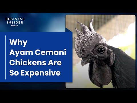 Why Ayam Cemani Chickens Are So Expensive