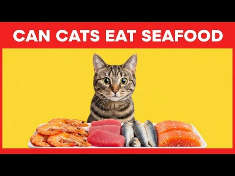 Can Cats Eat Seafood? Ranked List: Shrimp vs Tuna vs Sardines vs Raw Salmon Best to Worst