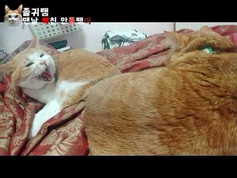 아이콘