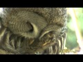 LAPPUGGLA Great Grey Owl (Strix nebulosa) Klipp ...
