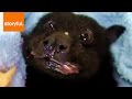Fruit Bat Stuffing Face With Banana