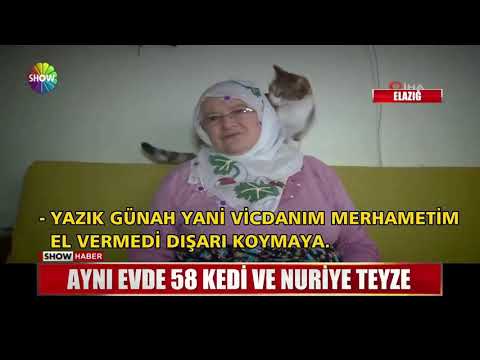 Aynı evde 58 kedi ve Nuriye Teyze
