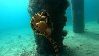 Modern Day Love Story: Female Seahorse Transfers Eggs to Male Partner