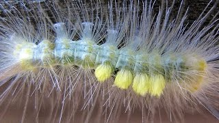 preview picture of video 'Take About a Minute to Meet the Definite Tussock Moth Caterpillar'