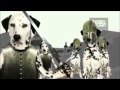 Dogs 101 Dalmation