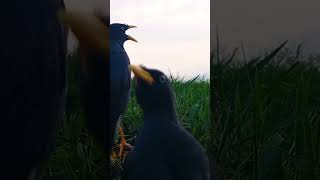 Download lagu suara terapi JALAK kebo macet bunyi dan untuk bongkar isian jalak kebo mp3