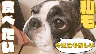 貰えなくてもめげない愛犬😅