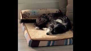 Video preview image #1 Mutt Puppy For Sale in Corona, CA, USA