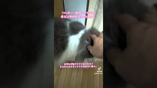 うちに来て一週間ののすけとの最近の帰宅後はこんな感じ！#ノルウェージャンフォレストキャット #ラガマフィン #ミックス猫
