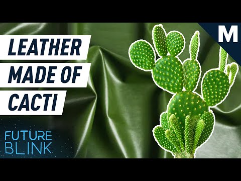 YouTube video about A New Way to Make Leather: Cactus-based Option?