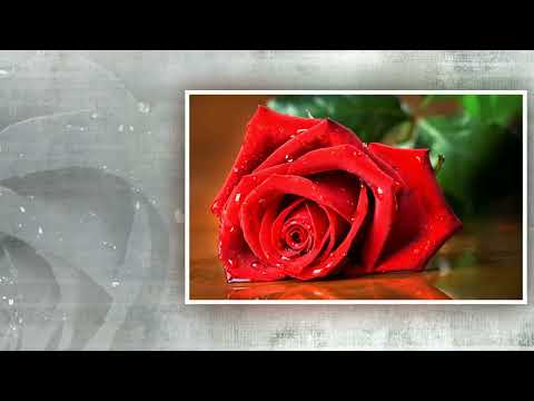 Ivana Pandurovic i NO RTS   a   Bez bola, bez tuge Sad znanci smo samo