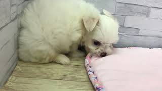 ハーフ犬の動画01