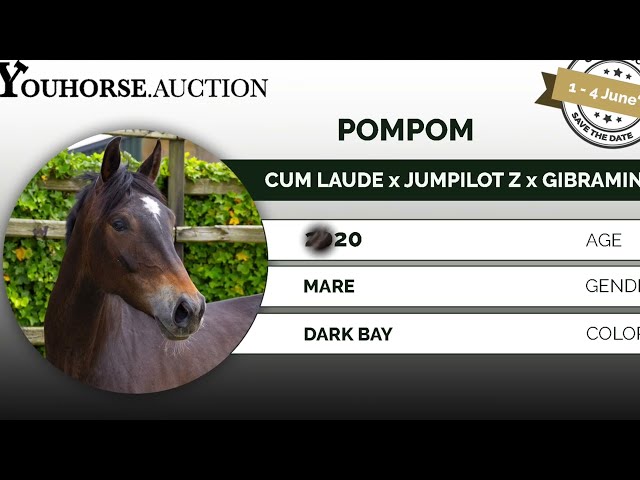 Pompom | Youhorse.auction
