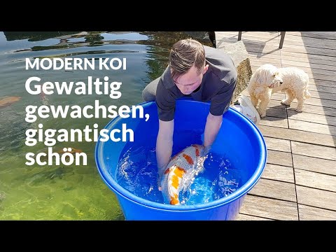 Roland's New Konishi Koi | Modern Koi Blog #7485