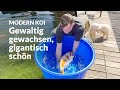 Roland S New Konishi Koi Modern Koi Blog 7485