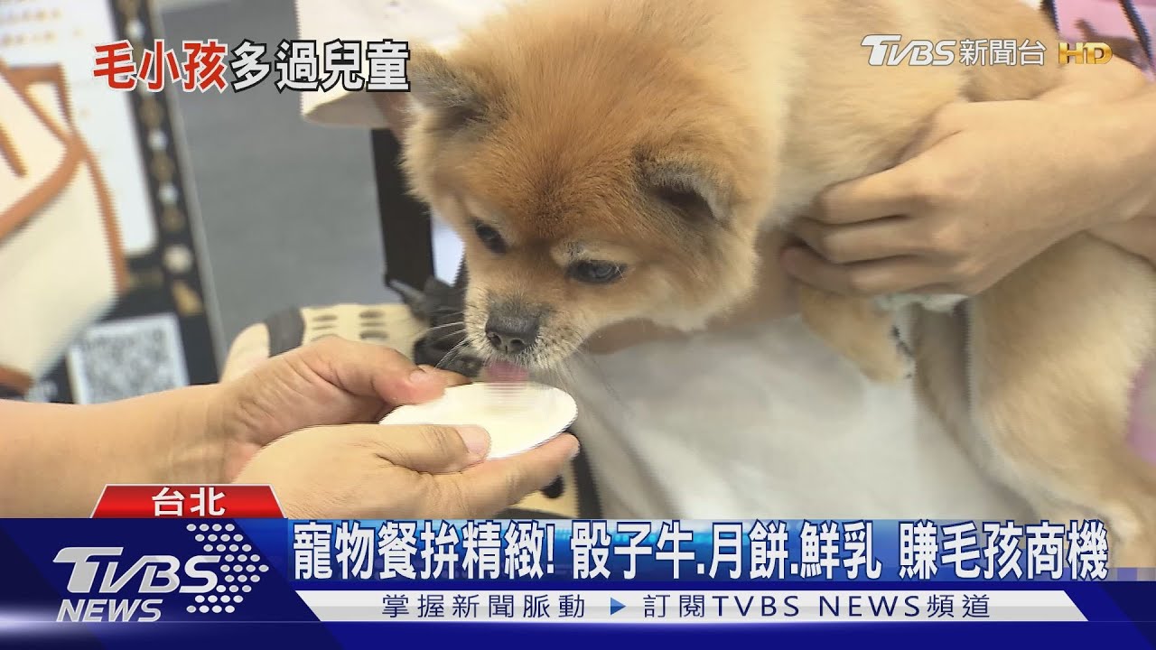 家族成員洗牌!貓狗比孩多 寵物飼養年增6%