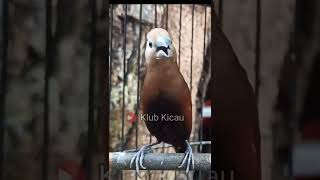 Download lagu white headed bird, munia emprit, examines gacor stuffed with canaries mp3 Download lagu white headed bird, munia emprit, examines gacor stuffed with canaries mp3