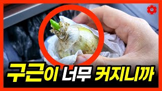 "매년 꽃이 너무 오래 펴요" 구근식물 실패없이 꽃보는 방법ㅣ무조건 구근 크게 키우는 방법ㅣ튤립, 히아신스 …