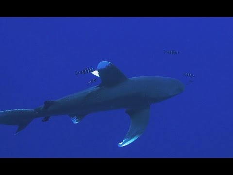 Haie bei den Brother Islands - Rotes Meer Tauchsafari