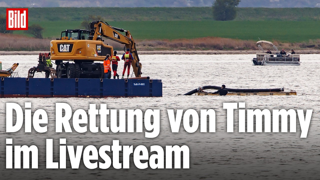 🔴 TAG 20 – Die Rettung vom Ostsee-Wal Timmy im Livestream | BILD LIVE