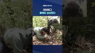 [바로간다] 벌써 유충 드글드글‥러브버그 올해도 심상찮다 #Shorts (MBC뉴스)