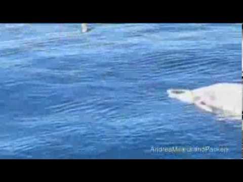 Great White sharks in feeding frenzy caught on camera tearing dead whale to pieces