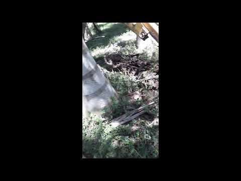 Transplanting and Planting Royal Palms