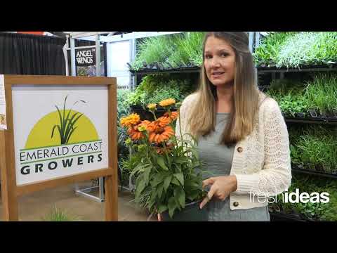 Up Your Echinacea Game with New Varieties in the Sunseeker Series