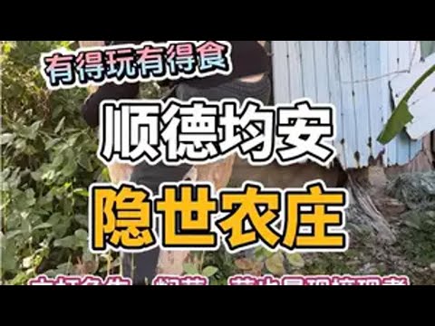 這間農莊有點偏僻但勝在有得玩有得食，食材非常新鮮，菜也是現摘的，老板娘非常友善，推薦給你們！地方特色美食 順德美食 特色農莊 地道農家菜