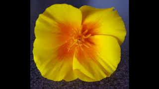 Cowboy Junkies - The water is wide