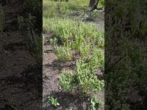 bibit kemangi/balakama