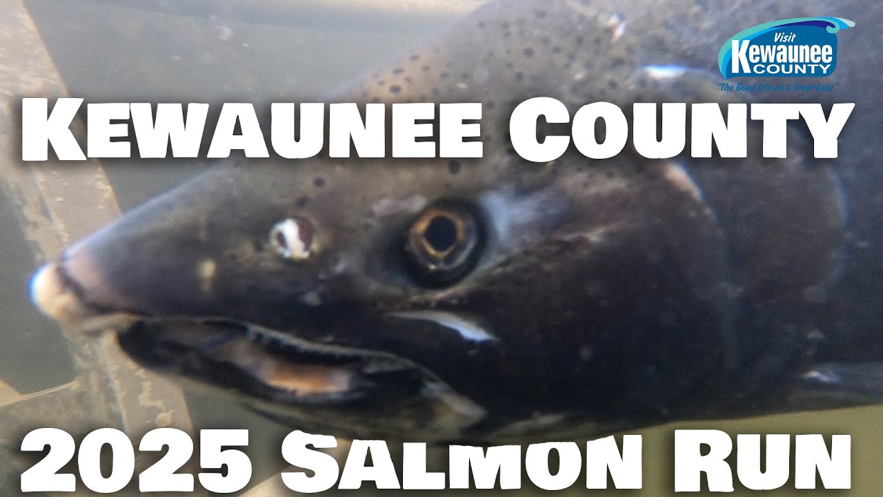 Fall Salmon & Brown Trout Run in Kewaunee County