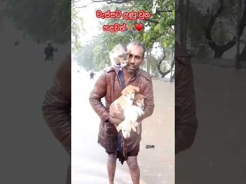 ජාති ජාතිත් පිං මේ මිනිස්සුන්ට 🙏🏽♥️ #gossip #reaction #viral #news #travel #rain #short #save