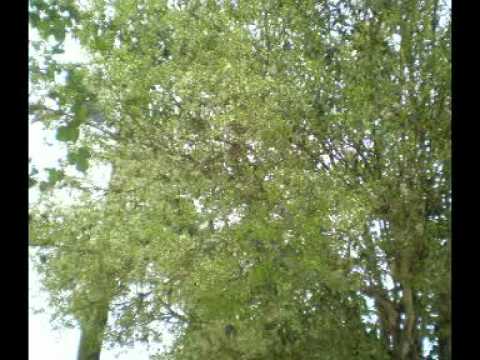 A quem tenho eu no céu video