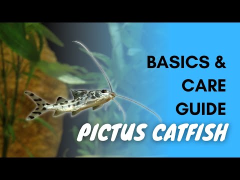 Pictus Catfish — základy chovu