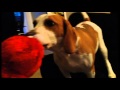 Buddy The Beagle Vs Elmo