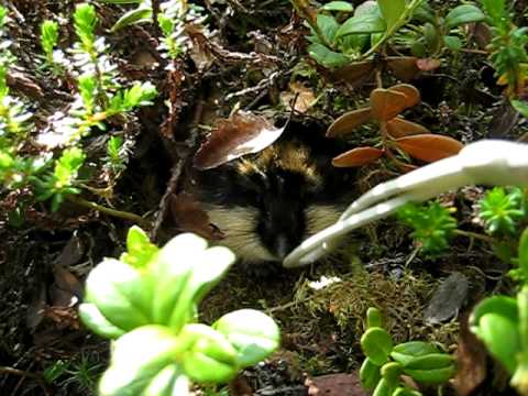 Wild Lemming attacks!