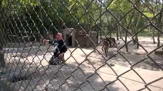 preview picture of video 'Veresegyház Farkas etetés (Wolf feeding)'