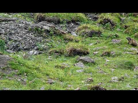 Alpine Marmots in Großarltal/Austria