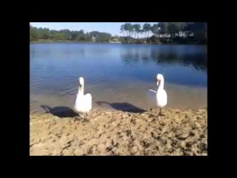 techno-cygne