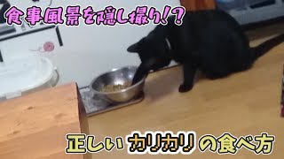 カリカリの食べ方が独特なココさん【黒猫】